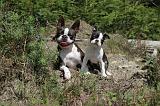 BOSTON TERRIER 142